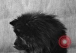 Image of Pacific Coast Kennel Club show Oakland California USA, 1933, second 39 stock footage video 65675072242