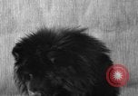Image of Pacific Coast Kennel Club show Oakland California USA, 1933, second 40 stock footage video 65675072242