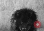 Image of Pacific Coast Kennel Club show Oakland California USA, 1933, second 41 stock footage video 65675072242