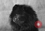 Image of Pacific Coast Kennel Club show Oakland California USA, 1933, second 42 stock footage video 65675072242
