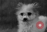 Image of Pacific Coast Kennel Club show Oakland California USA, 1933, second 43 stock footage video 65675072242