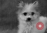 Image of Pacific Coast Kennel Club show Oakland California USA, 1933, second 44 stock footage video 65675072242