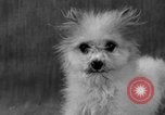 Image of Pacific Coast Kennel Club show Oakland California USA, 1933, second 45 stock footage video 65675072242