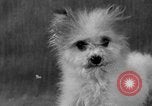 Image of Pacific Coast Kennel Club show Oakland California USA, 1933, second 46 stock footage video 65675072242