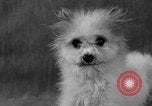 Image of Pacific Coast Kennel Club show Oakland California USA, 1933, second 47 stock footage video 65675072242