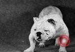 Image of Pacific Coast Kennel Club show Oakland California USA, 1933, second 48 stock footage video 65675072242