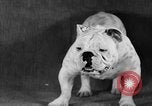 Image of Pacific Coast Kennel Club show Oakland California USA, 1933, second 49 stock footage video 65675072242