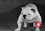 Image of Pacific Coast Kennel Club show Oakland California USA, 1933, second 50 stock footage video 65675072242