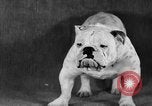 Image of Pacific Coast Kennel Club show Oakland California USA, 1933, second 51 stock footage video 65675072242