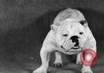 Image of Pacific Coast Kennel Club show Oakland California USA, 1933, second 52 stock footage video 65675072242