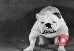 Image of Pacific Coast Kennel Club show Oakland California USA, 1933, second 53 stock footage video 65675072242