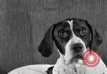 Image of Pacific Coast Kennel Club show Oakland California USA, 1933, second 54 stock footage video 65675072242