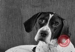 Image of Pacific Coast Kennel Club show Oakland California USA, 1933, second 55 stock footage video 65675072242