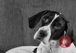 Image of Pacific Coast Kennel Club show Oakland California USA, 1933, second 56 stock footage video 65675072242