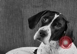Image of Pacific Coast Kennel Club show Oakland California USA, 1933, second 57 stock footage video 65675072242