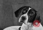 Image of Pacific Coast Kennel Club show Oakland California USA, 1933, second 58 stock footage video 65675072242