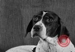 Image of Pacific Coast Kennel Club show Oakland California USA, 1933, second 59 stock footage video 65675072242