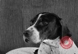 Image of Pacific Coast Kennel Club show Oakland California USA, 1933, second 60 stock footage video 65675072242