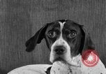 Image of Pacific Coast Kennel Club show Oakland California USA, 1933, second 61 stock footage video 65675072242