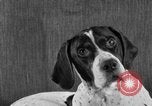 Image of Pacific Coast Kennel Club show Oakland California USA, 1933, second 62 stock footage video 65675072242