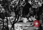 Immagine di Eccedenze alimentari distribuiti per fame tedeschi dell'Est Germania, 1951, secondo 56 filmato di repertorio 65675072259