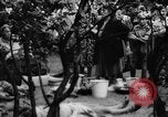 Immagine di Eccedenze alimentari distribuiti per fame tedeschi dell'Est Germania, 1951, secondo 58 filmato di repertorio 65675072259