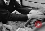 Image des oranges et des cerises Berlin Allemagne, 1951, de la seconde 22 séquences d'archives historiques vidéo 65675072260