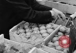 Image des oranges et des cerises Berlin Allemagne, 1951, de la seconde 24 séquences d'archives historiques vidéo 65675072260