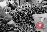 Image des oranges et des cerises Berlin Allemagne, 1951, de la seconde 30 séquences d'archives historiques vidéo 65675072260