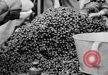 Image des oranges et des cerises Berlin Allemagne, 1951, de la seconde 31 séquences d'archives historiques vidéo 65675072260