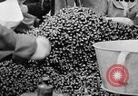 Image des oranges et des cerises Berlin Allemagne, 1951, de la seconde 32 séquences d'archives historiques vidéo 65675072260