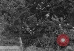 Image troupes chinoises communistes Kaesong Corée, 1951, de la seconde 40 séquences d'archives historiques vidéo 65675072263
