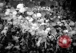 Standbild Karneval Rio de Janeiro Brasilien, 1942, aus Sekunde 60 historischem Filmmaterial Videoclip 65675072271