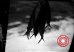 Image of Japanese submarine Indian Ocean, 1942, second 55 stock footage video 65675072305