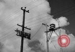 Image of man on palm tree Hawaii USA, 1942, second 1 stock footage video 65675072321