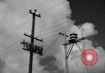 Image of man on palm tree Hawaii USA, 1942, second 4 stock footage video 65675072321