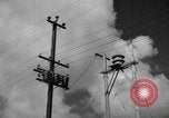 Image of man on palm tree Hawaii USA, 1942, second 5 stock footage video 65675072321