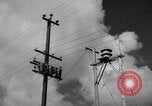 Image of man on palm tree Hawaii USA, 1942, second 6 stock footage video 65675072321