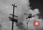 Image of man on palm tree Hawaii USA, 1942, second 9 stock footage video 65675072321