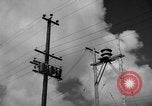 Image of man on palm tree Hawaii USA, 1942, second 10 stock footage video 65675072321