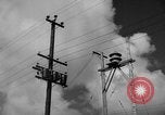 Image of man on palm tree Hawaii USA, 1942, second 11 stock footage video 65675072321