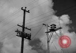 Image of man on palm tree Hawaii USA, 1942, second 15 stock footage video 65675072321