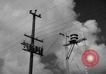 Image of man on palm tree Hawaii USA, 1942, second 18 stock footage video 65675072321