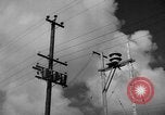 Image of man on palm tree Hawaii USA, 1942, second 19 stock footage video 65675072321