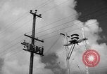 Image of man on palm tree Hawaii USA, 1942, second 20 stock footage video 65675072321