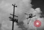 Image of man on palm tree Hawaii USA, 1942, second 21 stock footage video 65675072321
