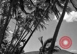 Image of man on palm tree Hawaii USA, 1942, second 22 stock footage video 65675072321