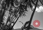 Image of man on palm tree Hawaii USA, 1942, second 23 stock footage video 65675072321