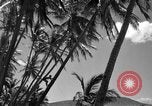 Image of man on palm tree Hawaii USA, 1942, second 24 stock footage video 65675072321