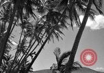 Image of man on palm tree Hawaii USA, 1942, second 25 stock footage video 65675072321